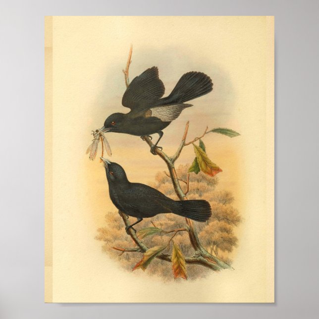 Ugi Island Black Flycatcher Bird Vintage Print Poster (Framsidan)