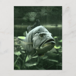 Ugly Aquarium Fish Vykort