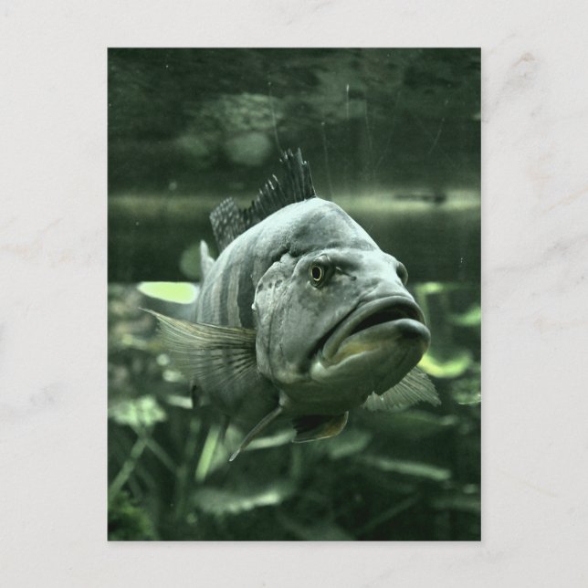 Ugly Aquarium Fish Vykort (Framsida)