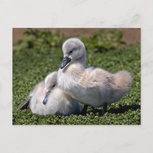 Ugly Ducklings-vykort Vykort