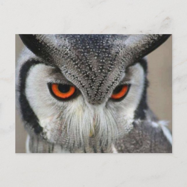 uilen vykort (Framsida)