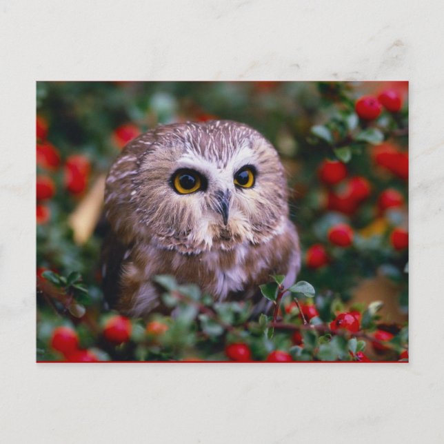 uilen vykort (Framsida)