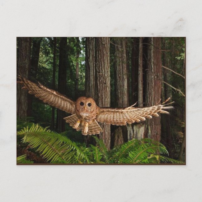 uilen vykort (Framsida)