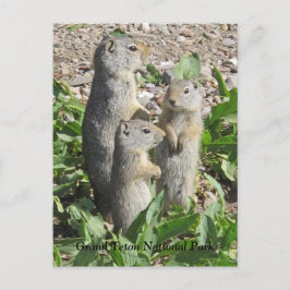 Uinta Ground Squirrel-kort för familjen Vykort