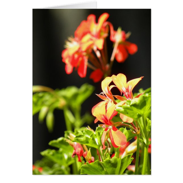 Ukrainska blommor hälsningskort (Framsidan)