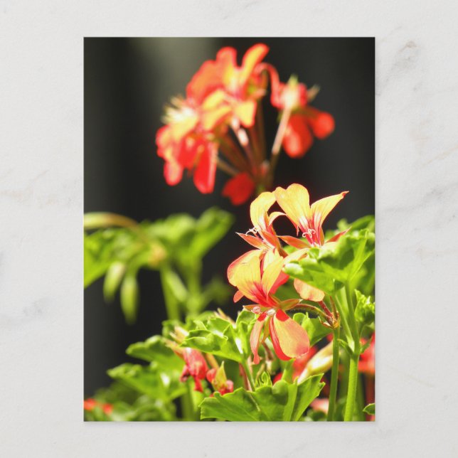 Ukrainska blommor vykort (Framsida)