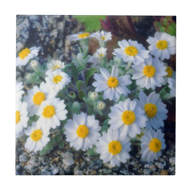 Ulldaisy Vildblommor Kakelplatta (Framsidan)