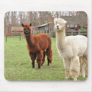 Ullig Alpacas~-mousepad Musmatta