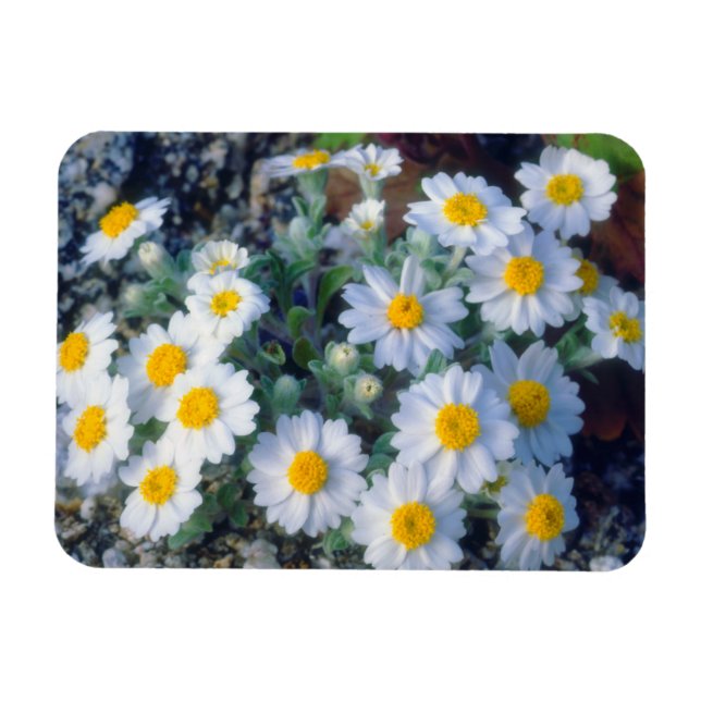 Ullört Vilda Blommor Magnet (Horisontell)