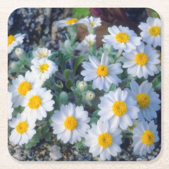 Ullört Vilda Blommor Underlägg Papper Kvadrat (Framsidan)
