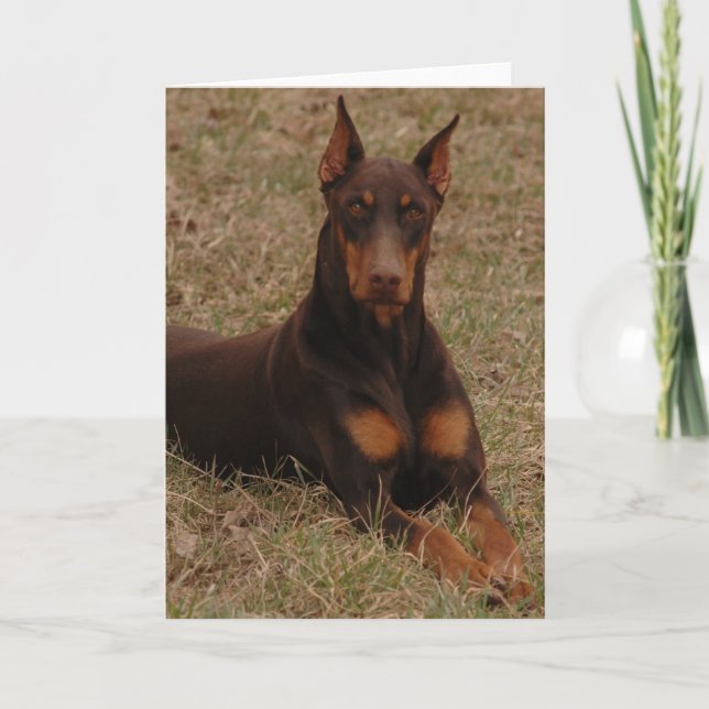 Ultimate Guard hund Kort (Framsida)