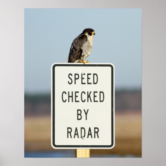 Ultimate Irony Poster (Framsidan)