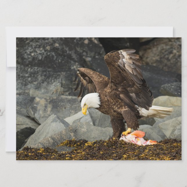 Ultimate Örn (Framsida)