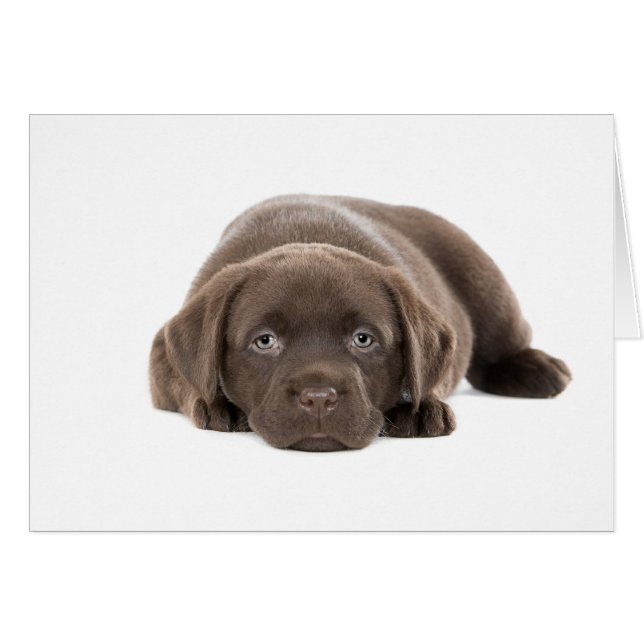 Ultra Cute Labrador Puppy Hälsningskort (Framsidan Horizontal)