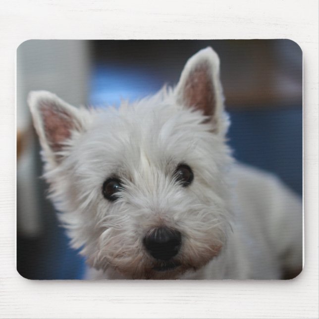 Ultra Cute Pestie Westie White Terrier Musmatta (Framsidan)