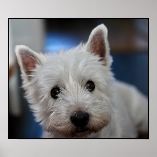 Ultra Cute Pestie Westie White Terrier Poster (Framsidan)