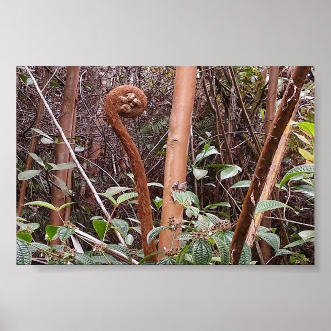 ULUHE FERN POSTER (Framsidan)