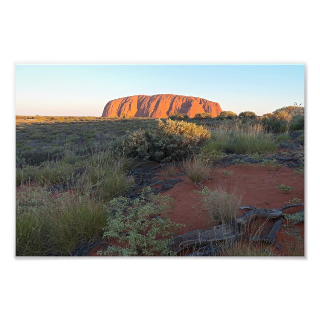 Uluru Sunrise and Desert Flora Fototryck (Framsidan)