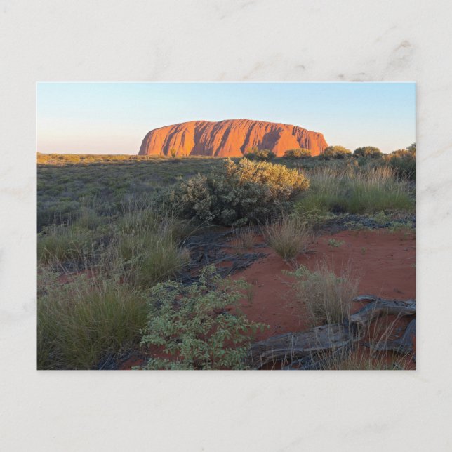 Uluru Sunrise and Desert Flora Vykort (Framsida)