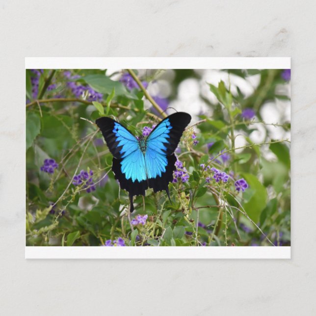 ULYSSES BUTTERFKY LANRAL QUEENSLAND AUSTRALIA VYKORT (Framsida)