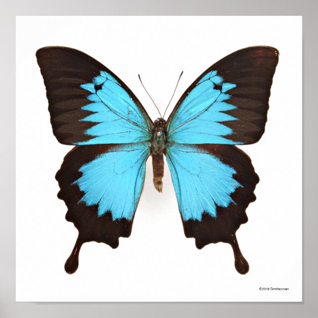 Ulysses Butterfly Poster (Framsidan)