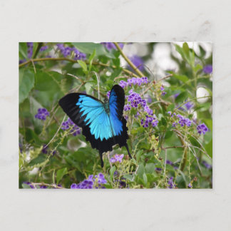ULYSSES BUTTERFLY RURAL QUEENSLAND AUSTRALIA VYKORT