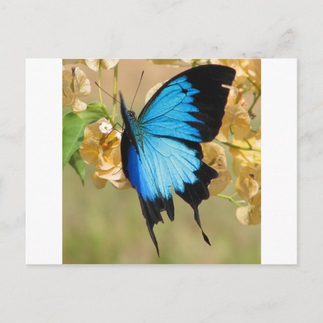 Ulysses Butterfly Vykort (Framsida)