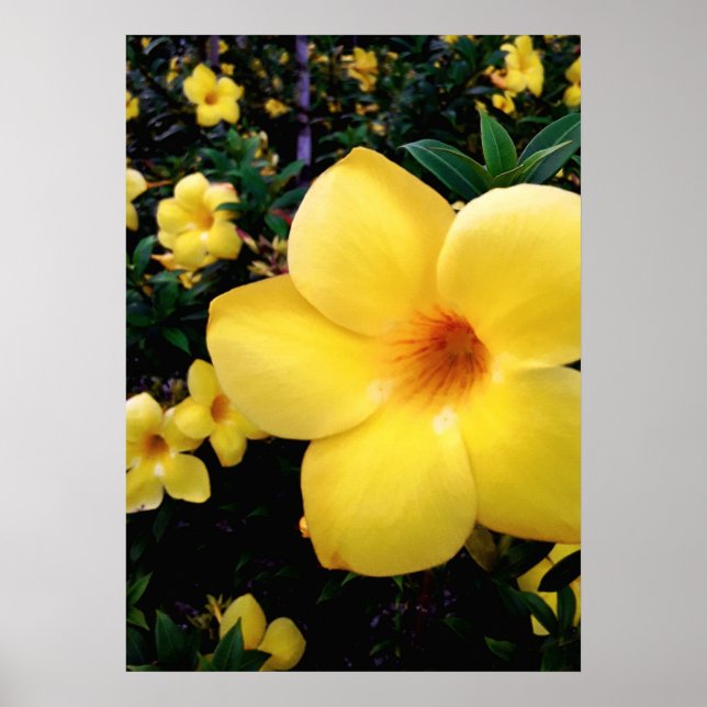 Uma alamanda poster (Framsidan)