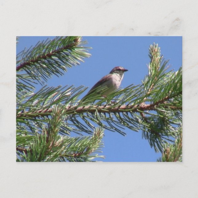 Umatilla National Forest Fauna Birds Aves Animals Vykort (Framsida)