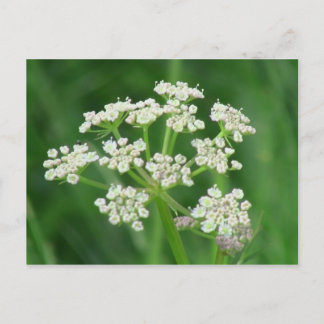Umatilla Oregon Flora Flowers Plants Botany Vykort