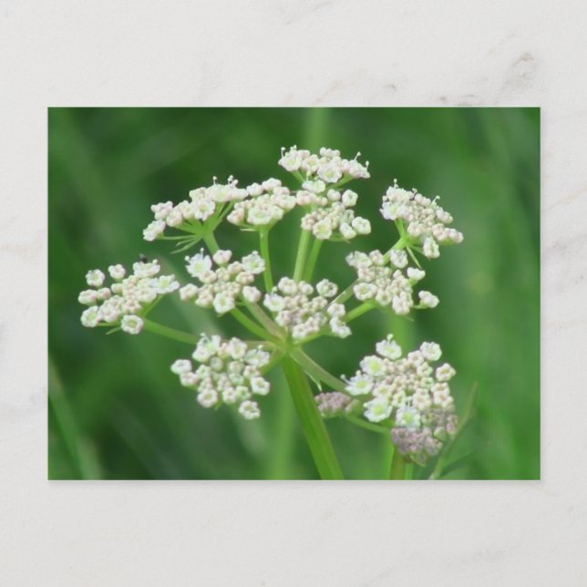 Umatilla Oregon Flora Flowers Plants Botany Vykort (Framsida)