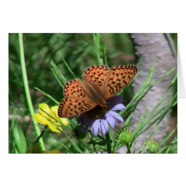 Umatilla Oregon Insekter / Arachnids Kryp Fauna Hälsningskort (Framsidan Horizontal)