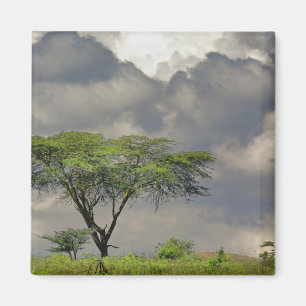 Umbrella Thorn Acacia, Acacia tortilis, och 2 Magnet