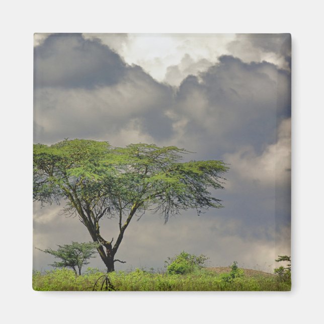 Umbrella Thorn Acacia, Acacia tortilis, och 2 Magnet (Framsidan)