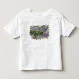 Umbrella Thorn Acacia, Acacia tortilis, och 2 T Shirt