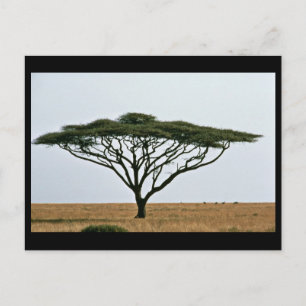 Umbrella Thorn Acacia Träd Vykort