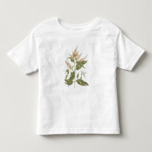 Umtar (Buddleiapolystachya) (w/c över grafiten p T-shirt
