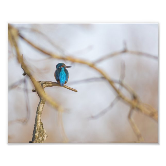 Un martin-pêcheur posé sur sa branche fototryck (Framsidan)