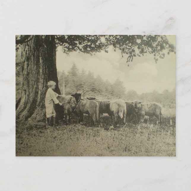 Uncle Bart och får Vykort (Framsida)