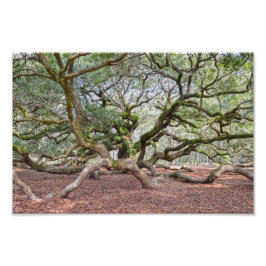 Under Angel Oak, South Carolina Fototryck