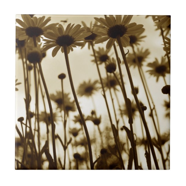 Under daisy kakelplatta (Framsidan)