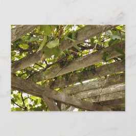 Under en Canopy of Grapes Vykort
