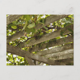 Under en Canopy of Grapes Vykort