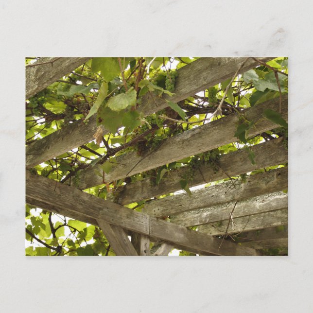 Under en Canopy of Grapes Vykort (Framsida)