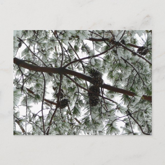 Under Gräs Winter Photo under Snö täckte Träd Vykort (Framsida)