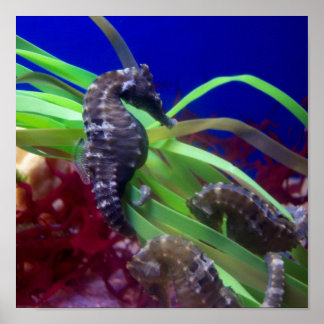 Under havet (häst) poster