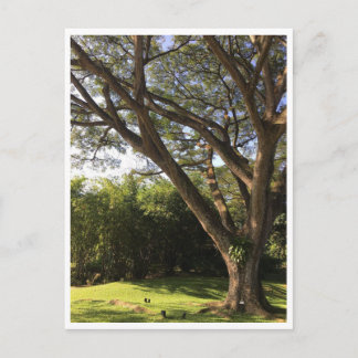 Under regnaträd vykort