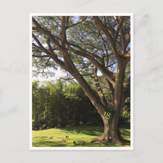 Under regnaträd vykort (Framsida)