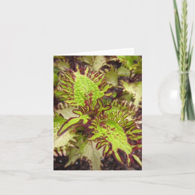 Under Sea Coleus Photo Folded Note Card Anteckningskort (Framsida)