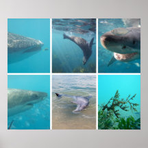 Under Sea Ocean Life Animals Australien